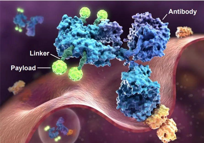 صفقات خطوط أنابيب ADC المزدهرة والمشهد التنافسي لـ CDMO